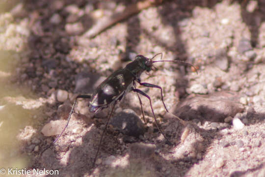 Image of Chihuahua Tiger Beetle