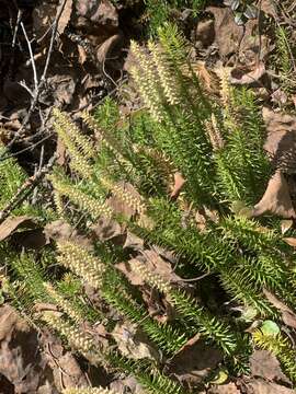 Image of interrupted clubmoss