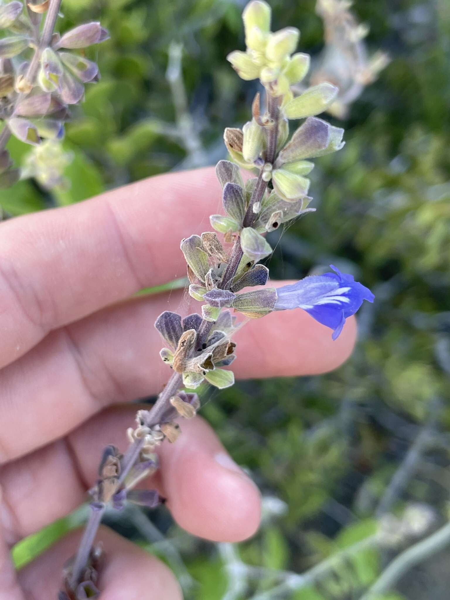 Imagem de Salvia cedrosensis Greene