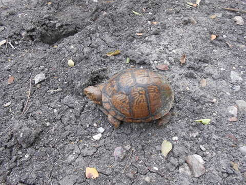 Image of Mexican box turtle