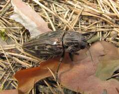 Image of Flatheaded Pine Borer