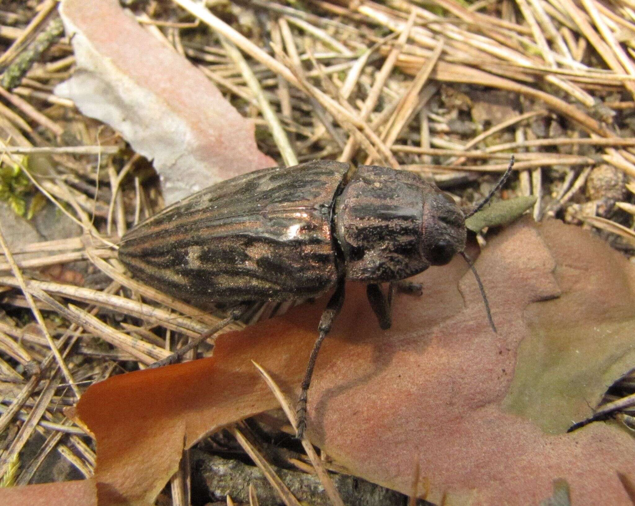 Image of Flatheaded Pine Borer