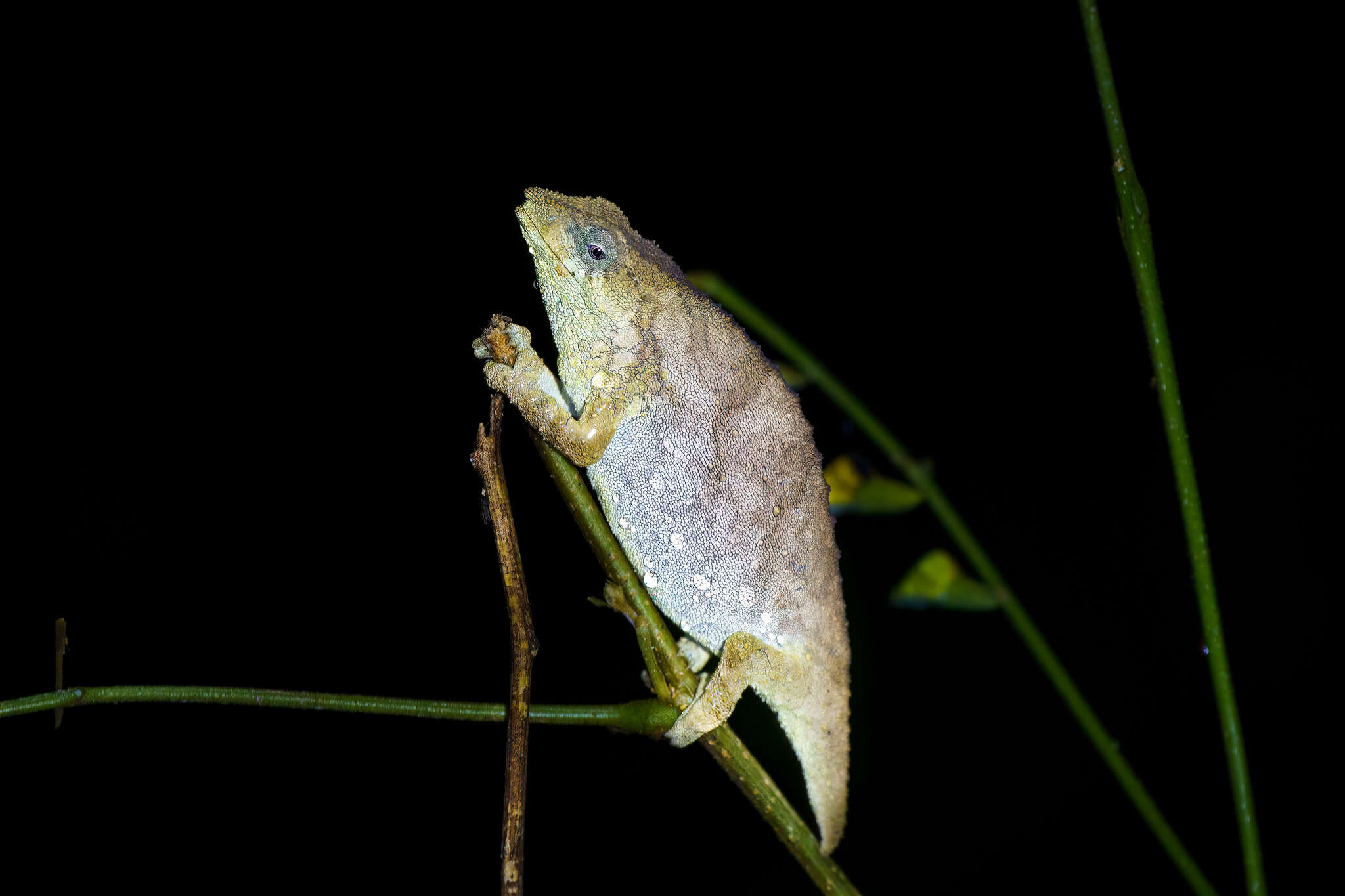 Image of Malawi Stumptail Chameleon