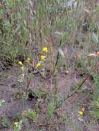 Image of Santa Cruz Island suncup