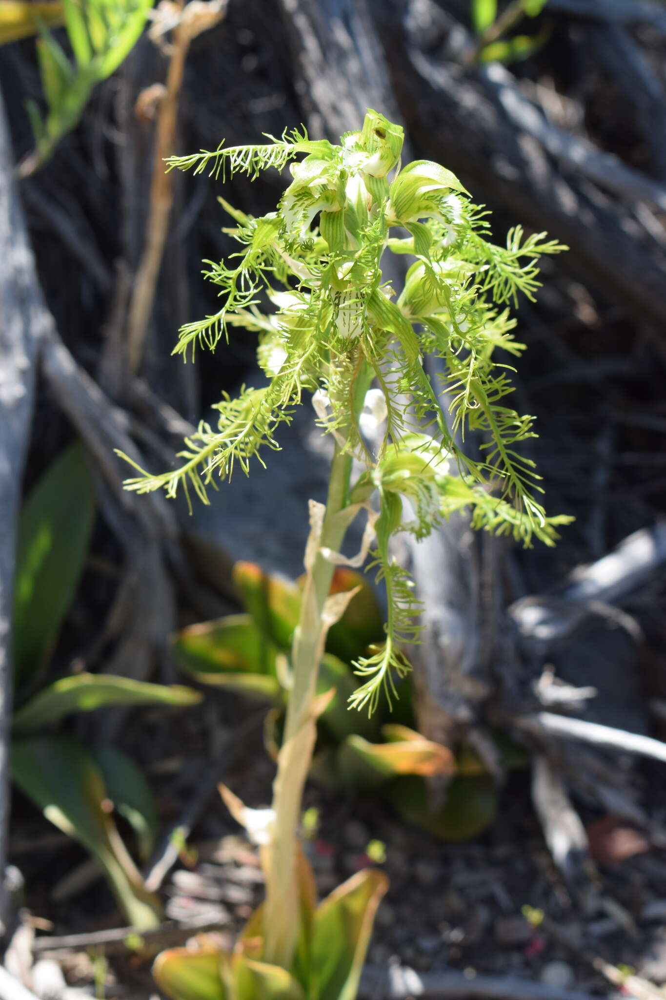 Image of Bipinnula plumosa Lindl.