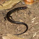 Image of Common Madagascar Skink