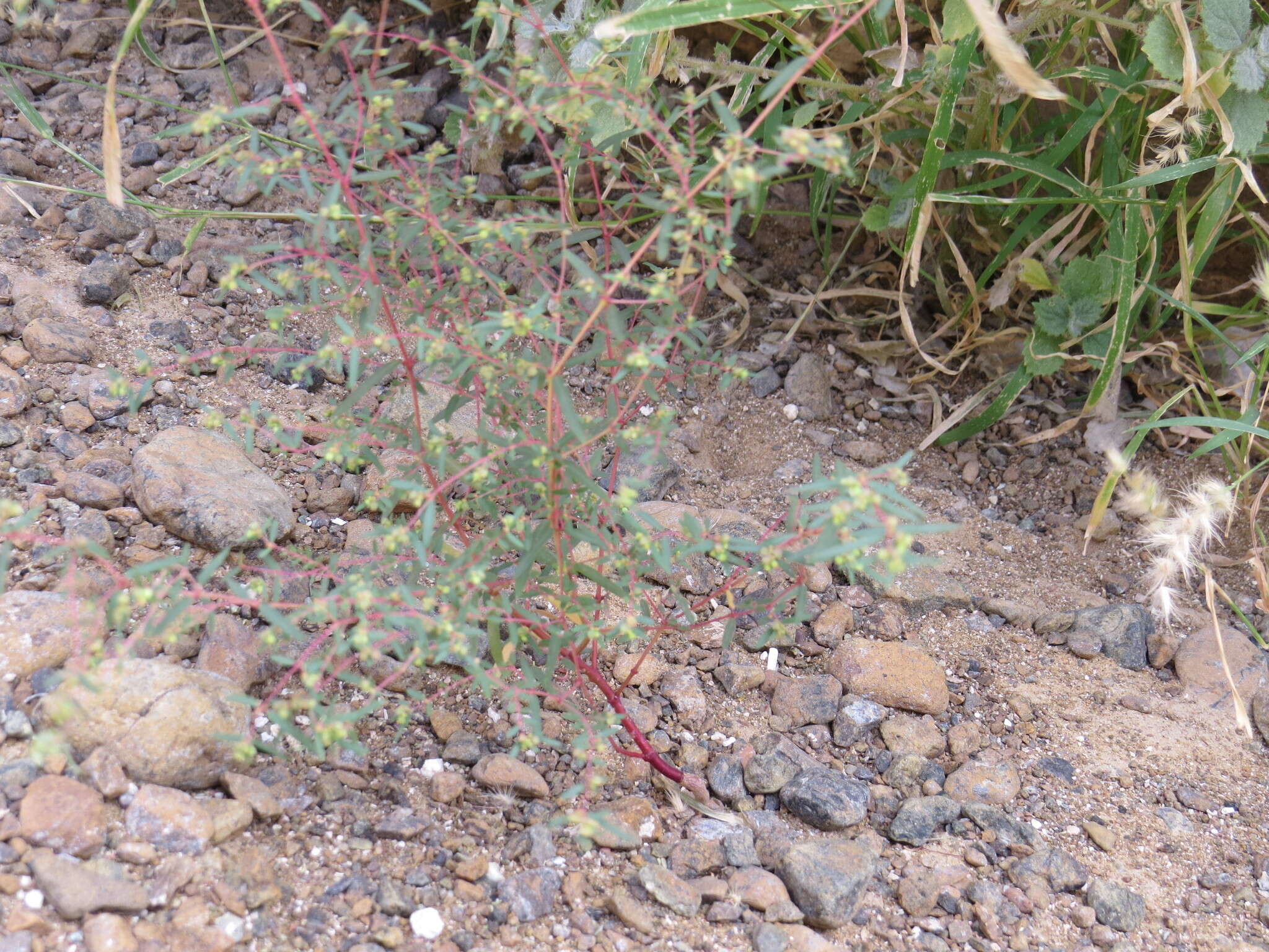 Euphorbia arabica Hochst. & Steud. ex T. Anderson resmi