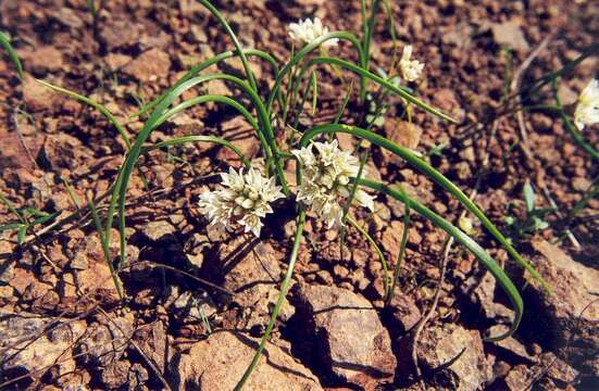 Image of Cuddy Mountain onion