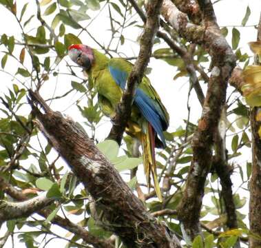 Image of Great Green Macaw