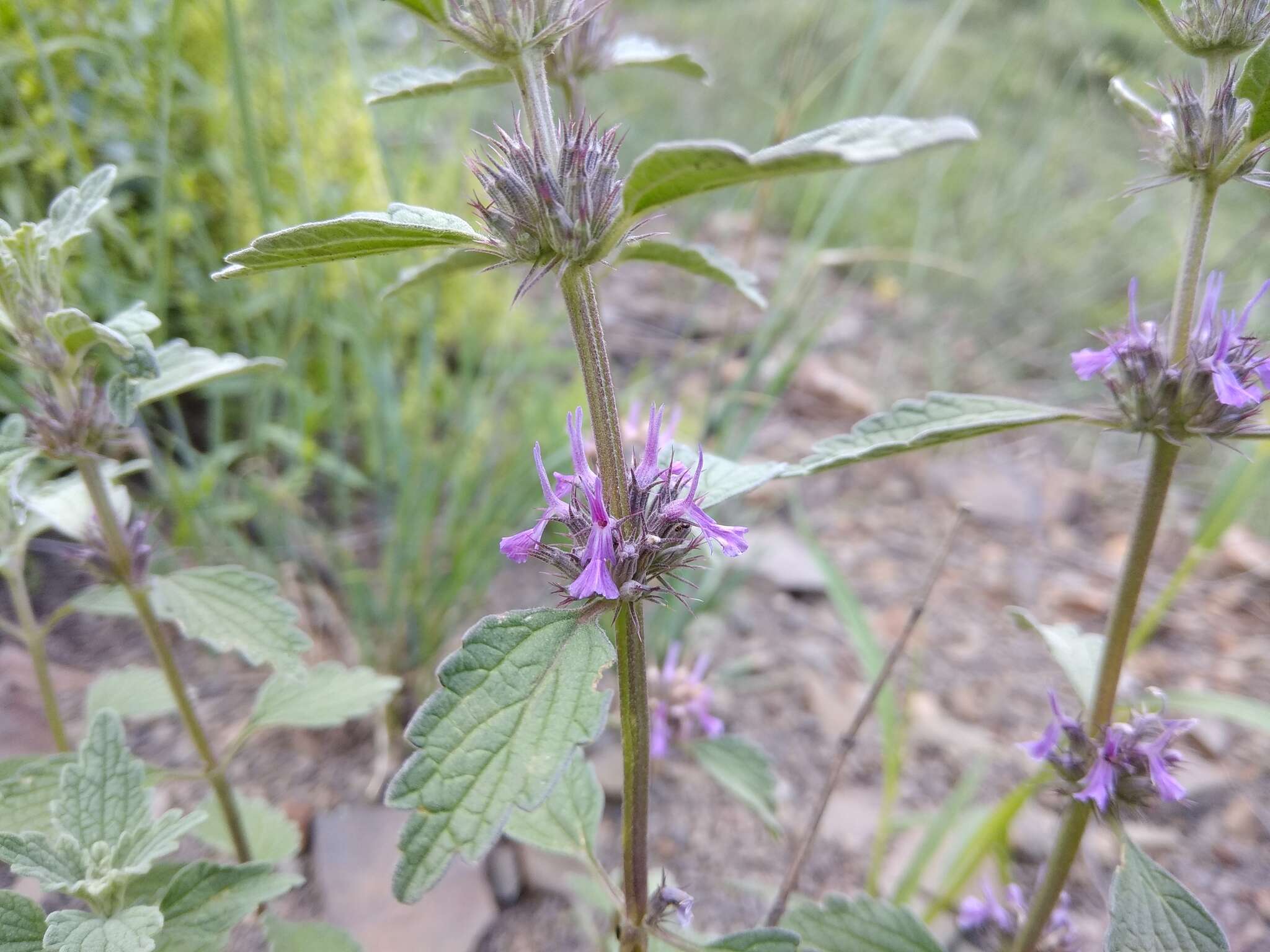 Marrubium leonuroides Desr.的圖片