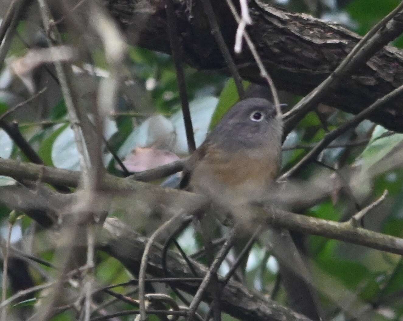 Image of Huet's Fulvetta