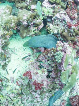 Image of Speckled moray