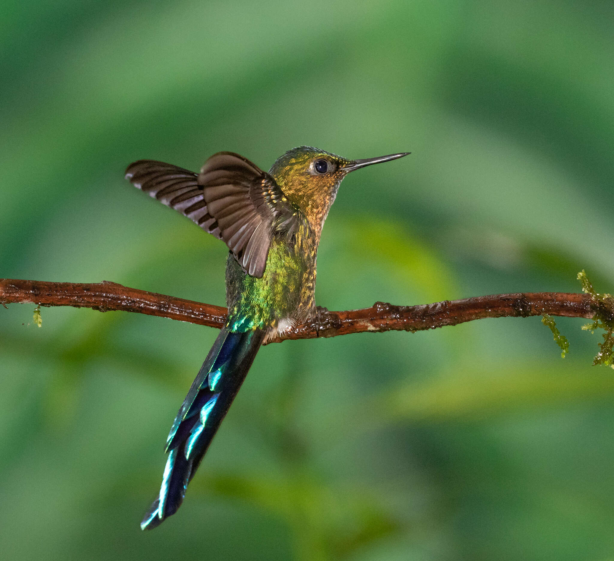 Слика од Aglaiocercus coelestis (Gould 1861)