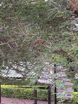 Image of Speke's Weaver