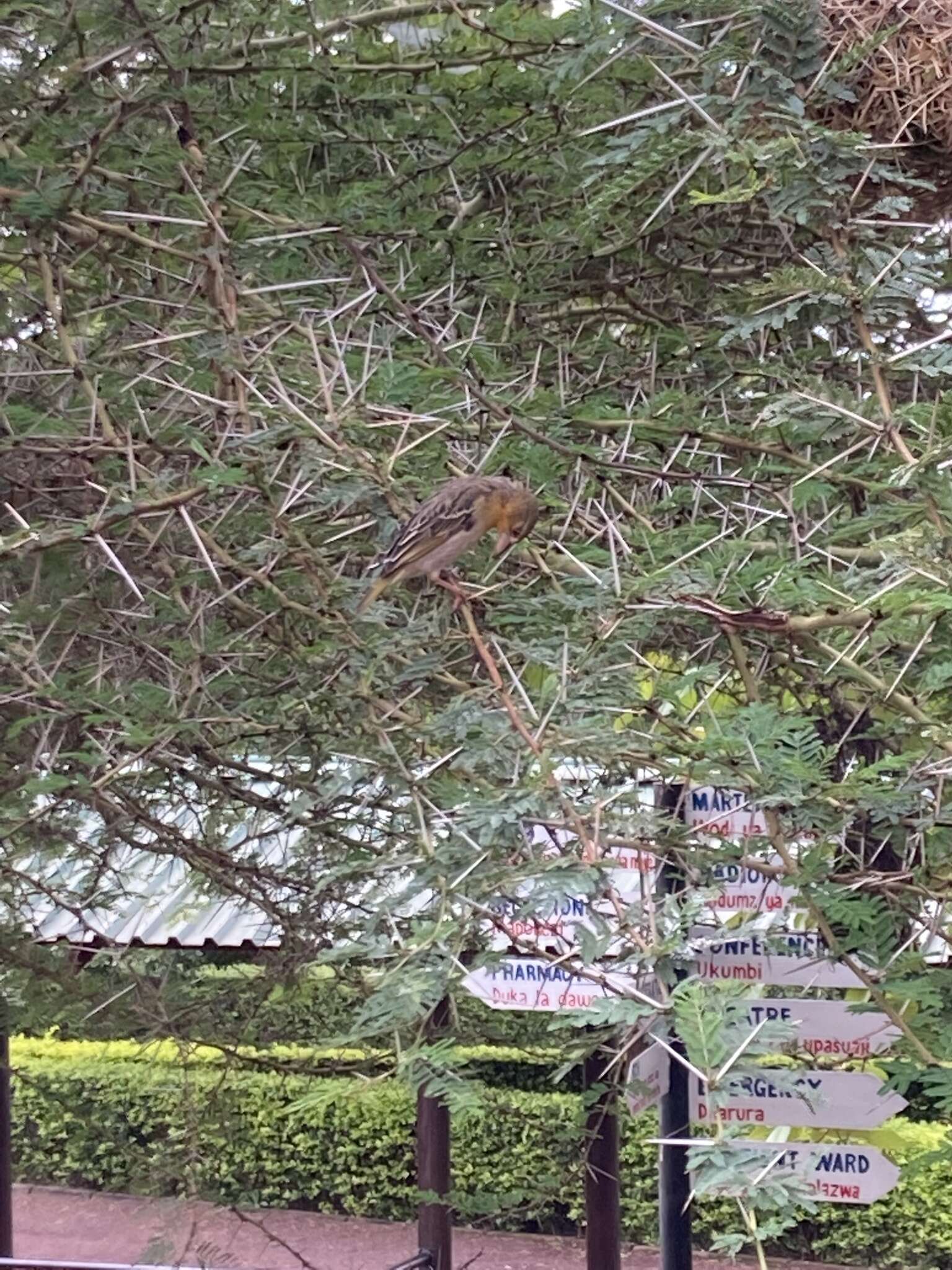 Image of Speke's Weaver