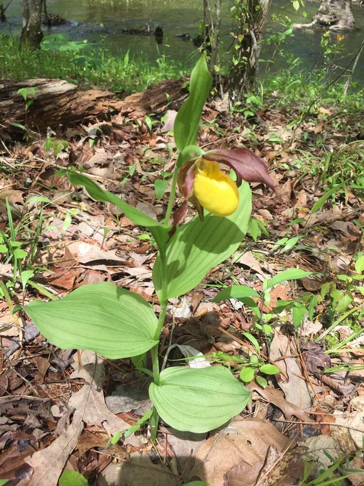 Imagem de Cypripedium parviflorum var. parviflorum