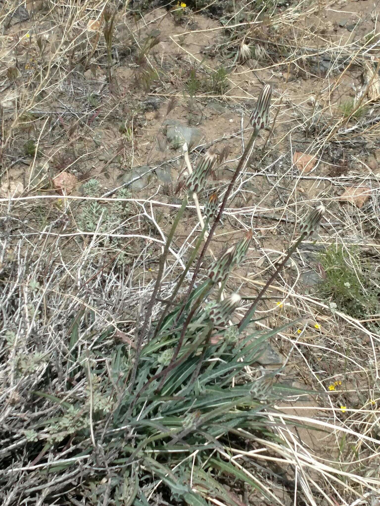 Plancia ëd <i>Agoseris <i>grandiflora</i></i> var. grandiflora