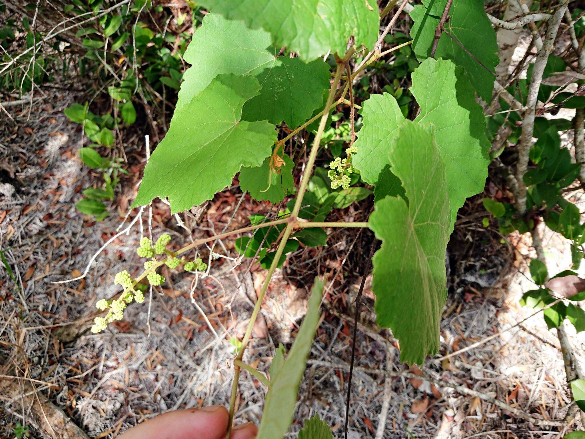 Image of Florida grape