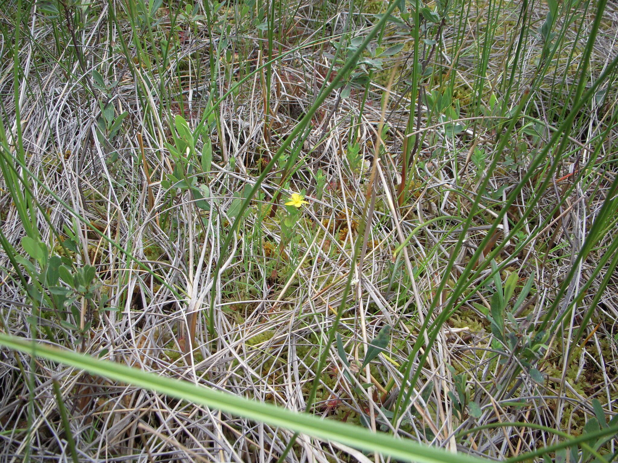 Image de Hypericum ellipticum Hook.