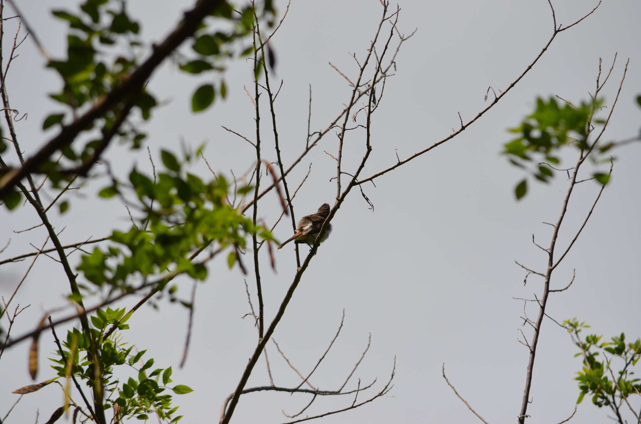 Image of Puerto Rican Flycatcher