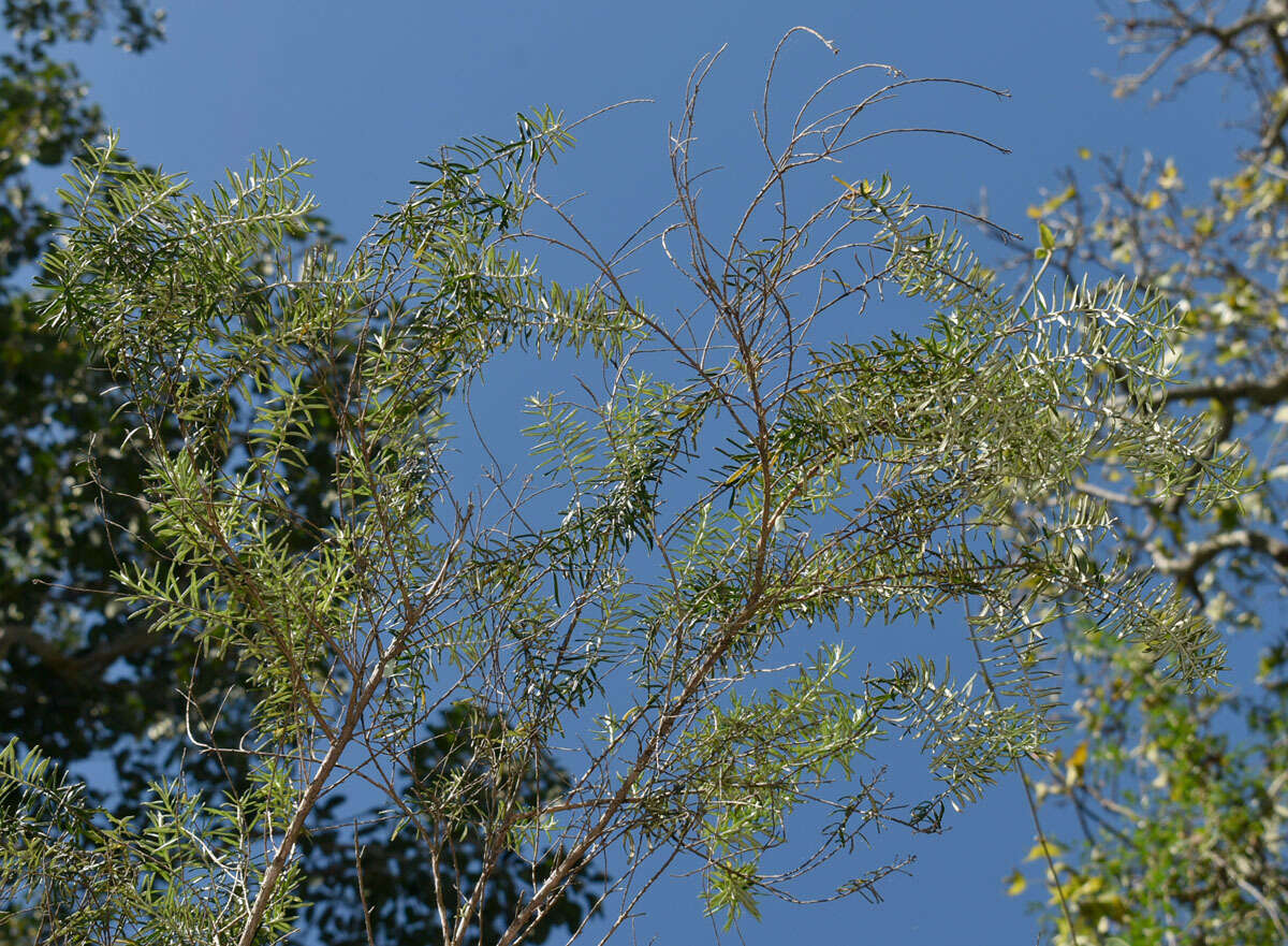 Image of Ozothamnus cassinioides (Benth.) A. A. Anderberg