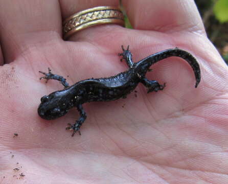 Imagem de Ambystoma laterale Hallowell 1856