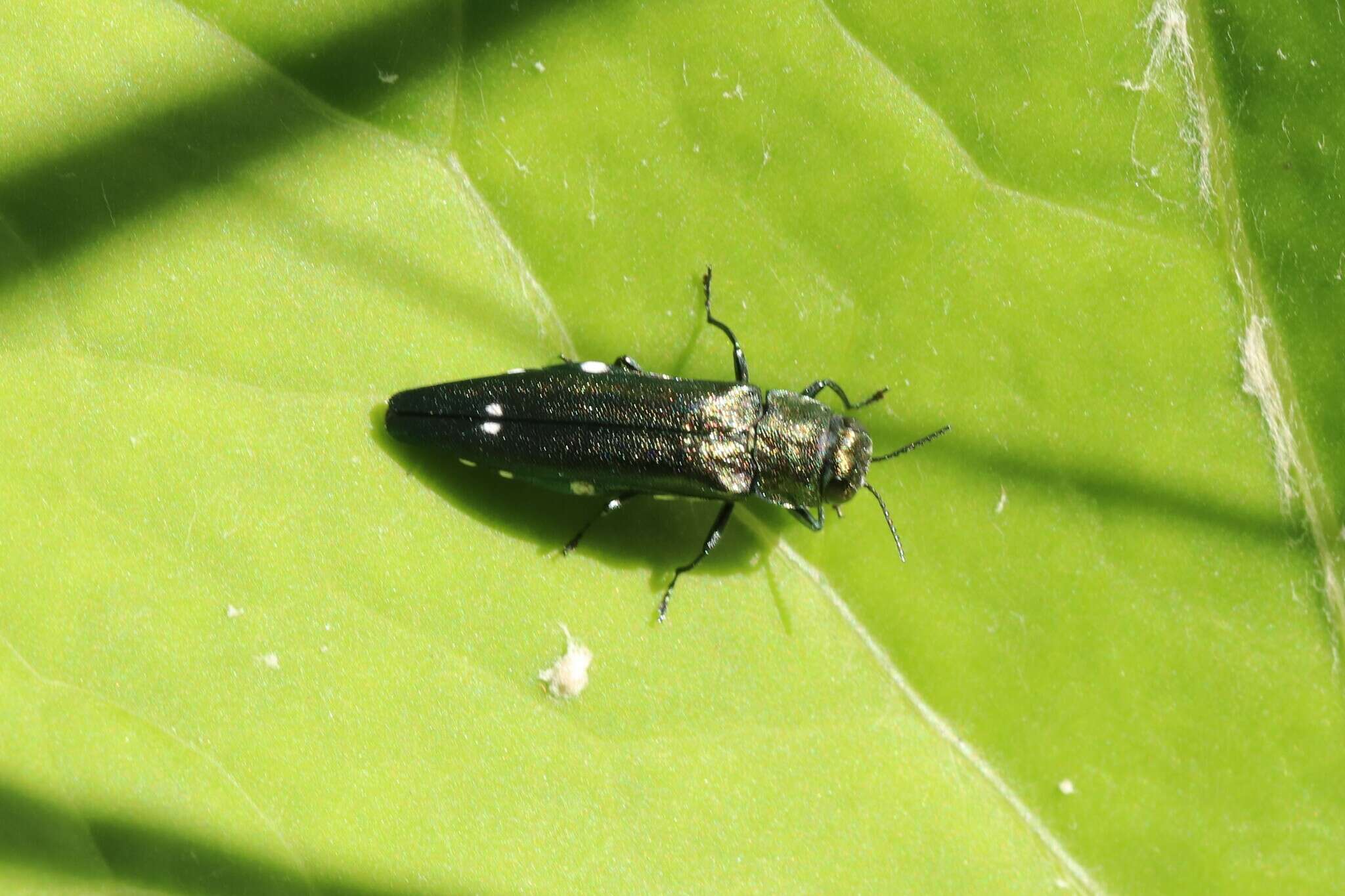 Image of Oak Splendor Beetle