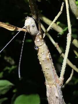 Image of Acrophylla