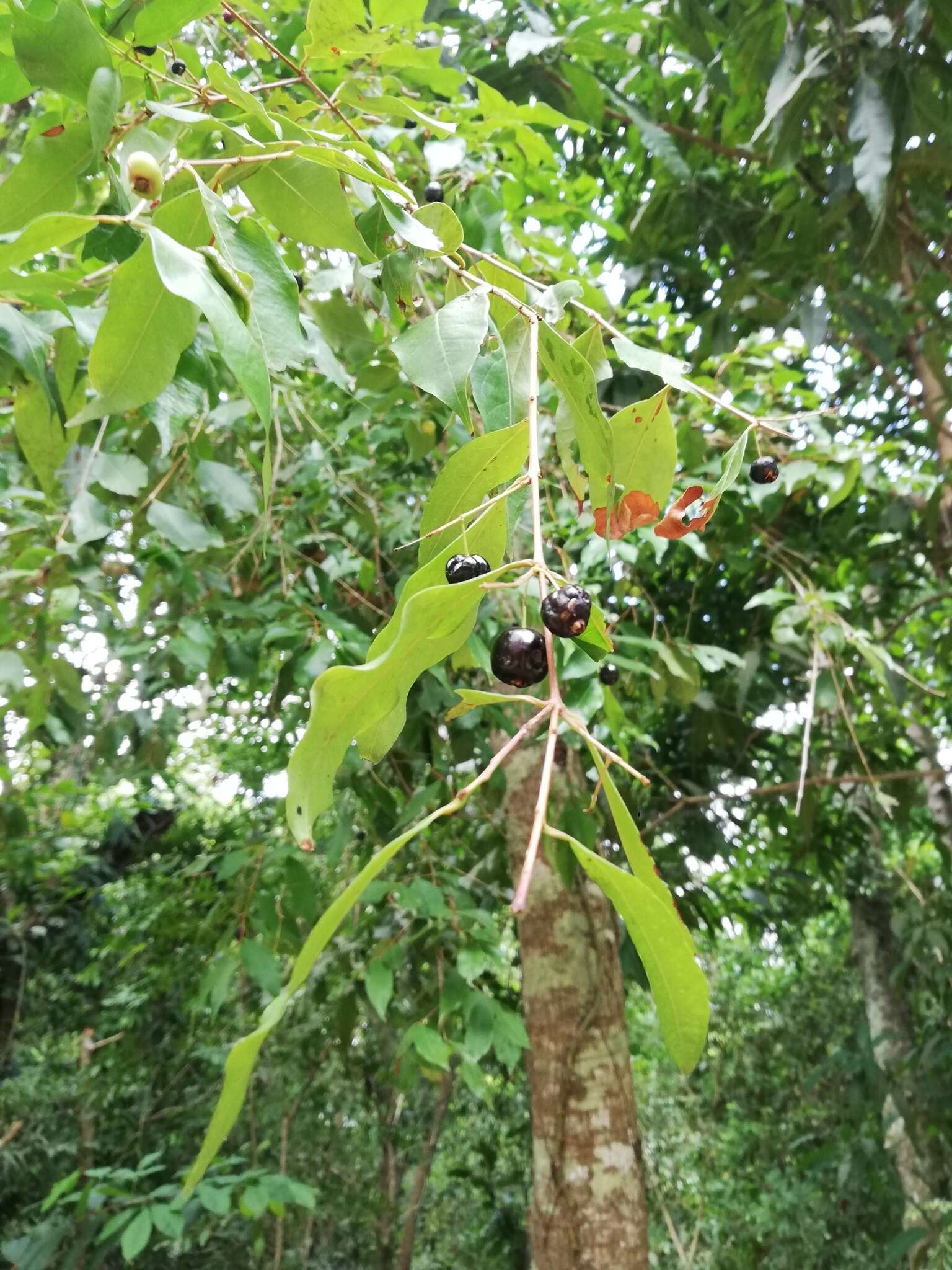 Imagem de Damburneya salicifolia (Kunth) Trofimov & Rohwer