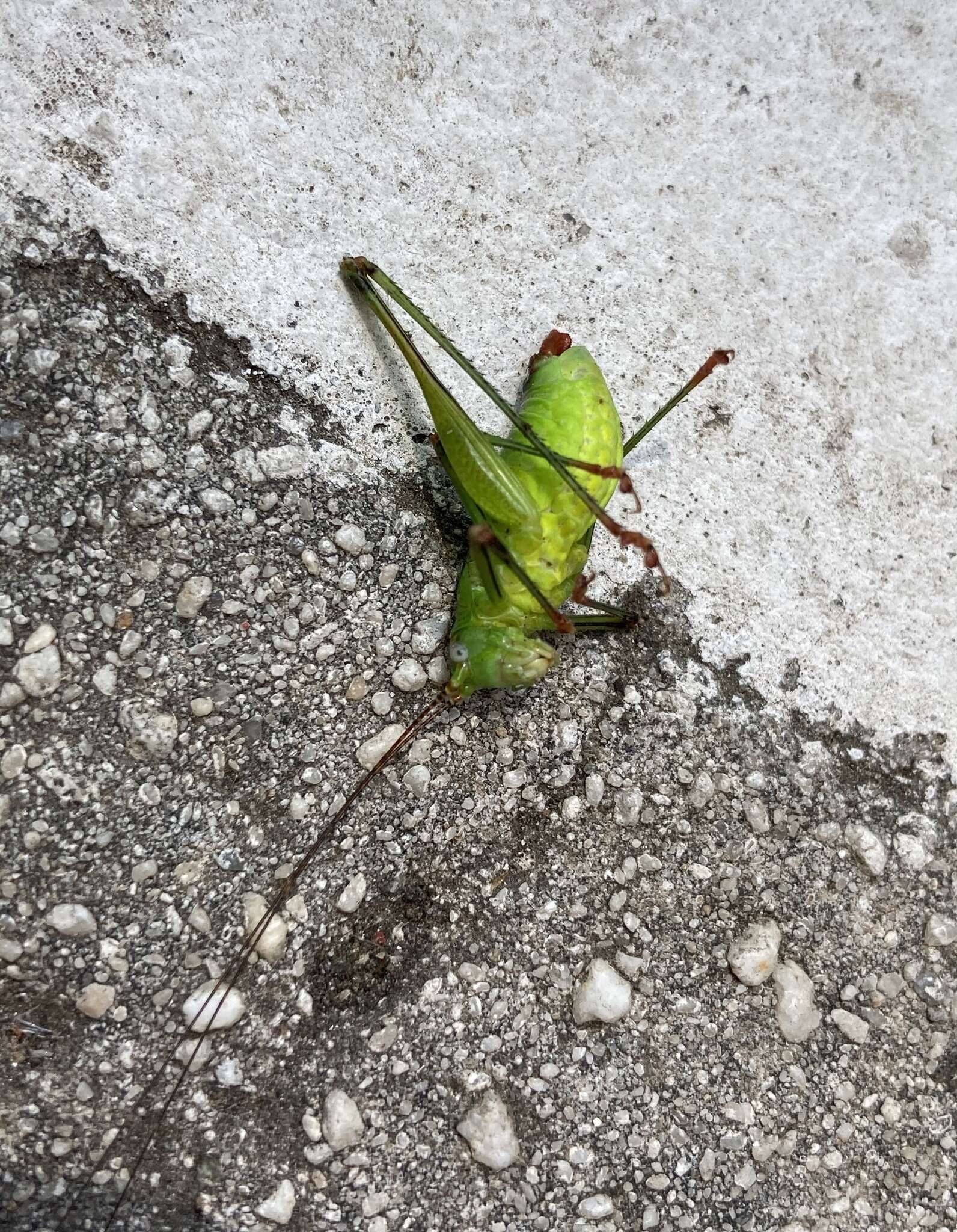 Image of Andreiniimon nuptialis (Karny 1918)