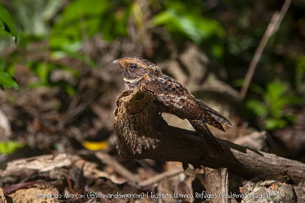 Image of Rufous Nightjar