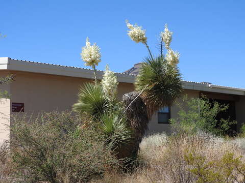 Image of Yucca rostrata Engelm. ex Trel.