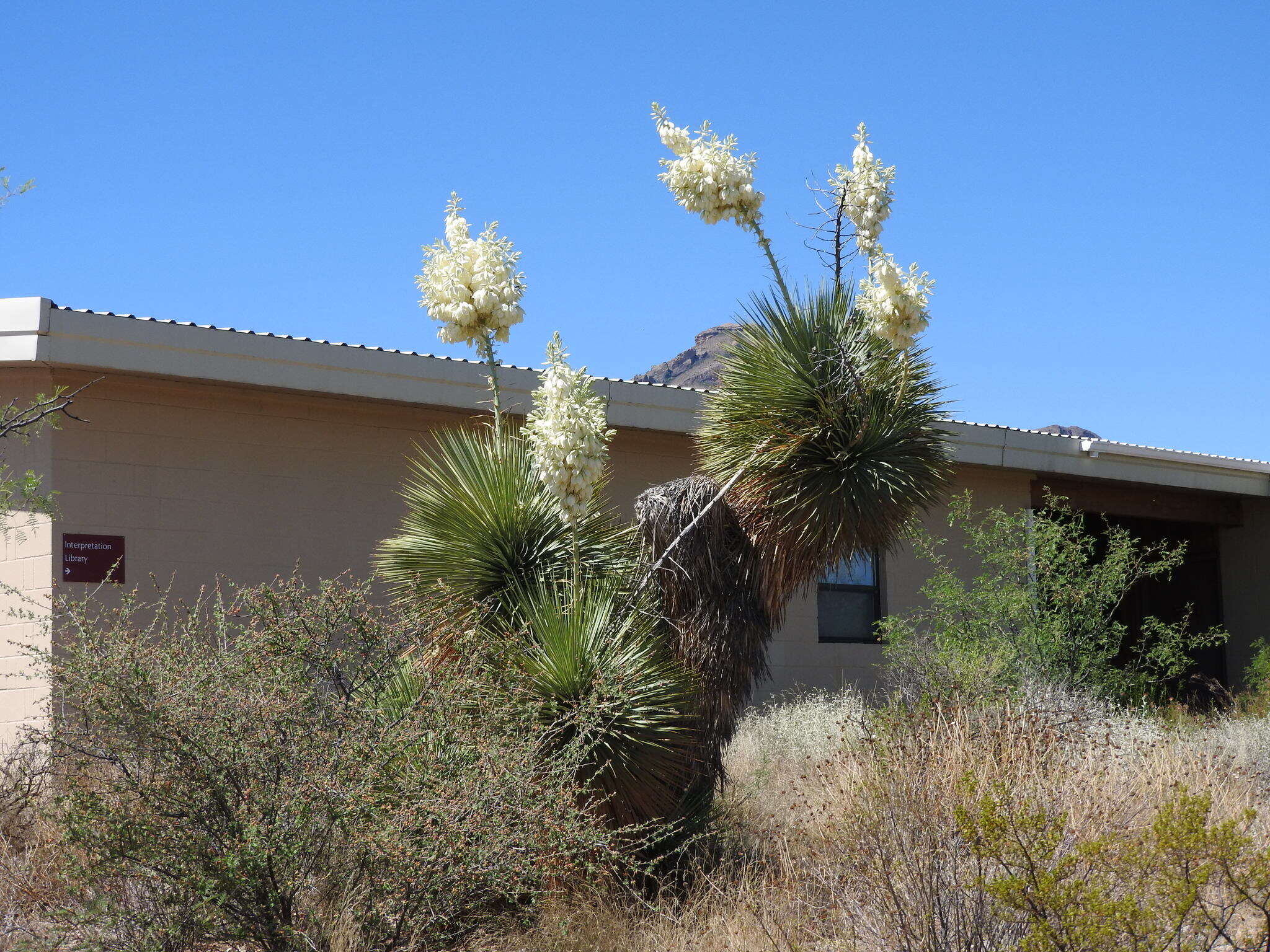 Image of Yucca rostrata Engelm. ex Trel.