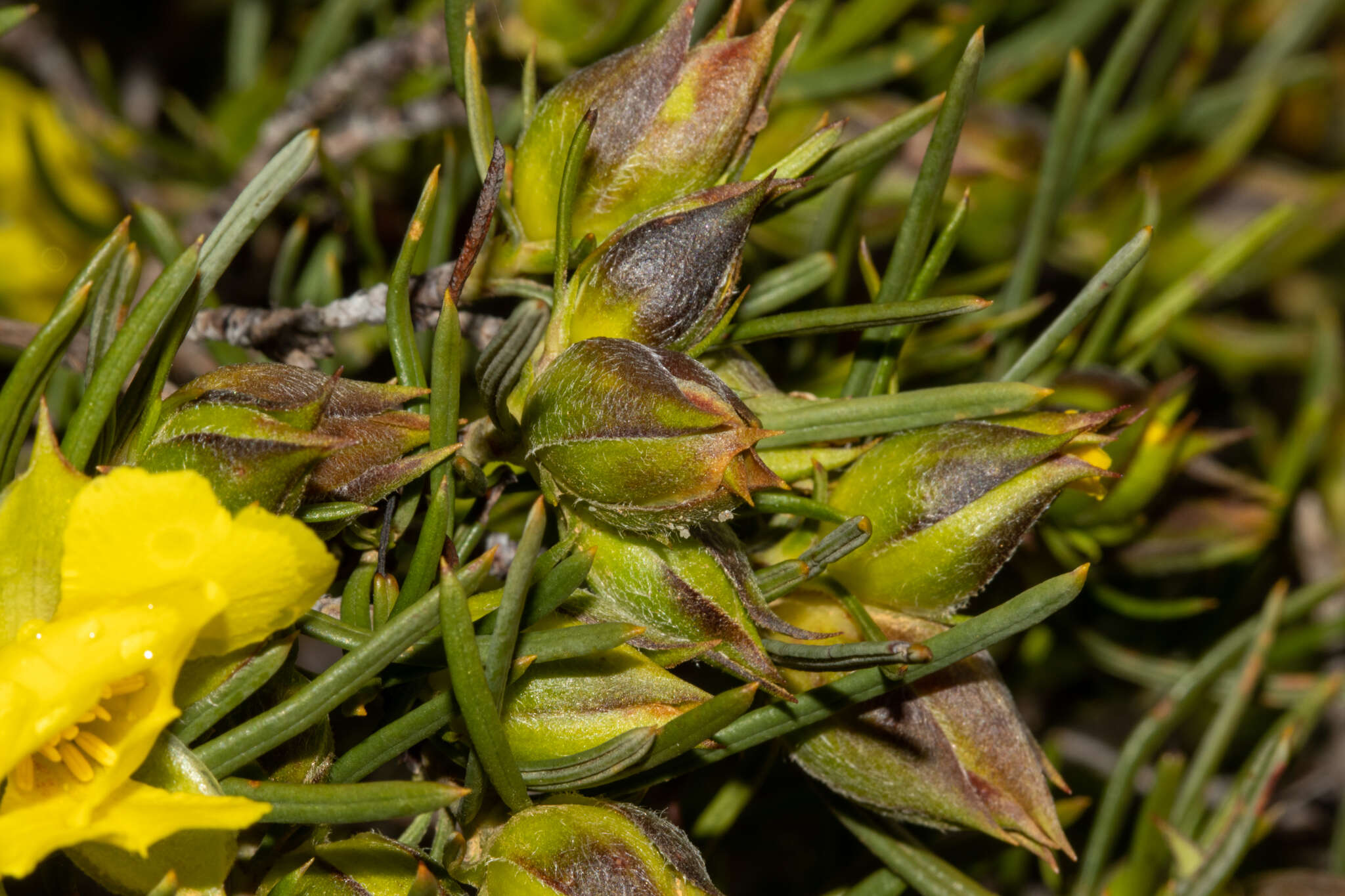 Image of Hibbertia striata (Steud.) K. R. Thiele