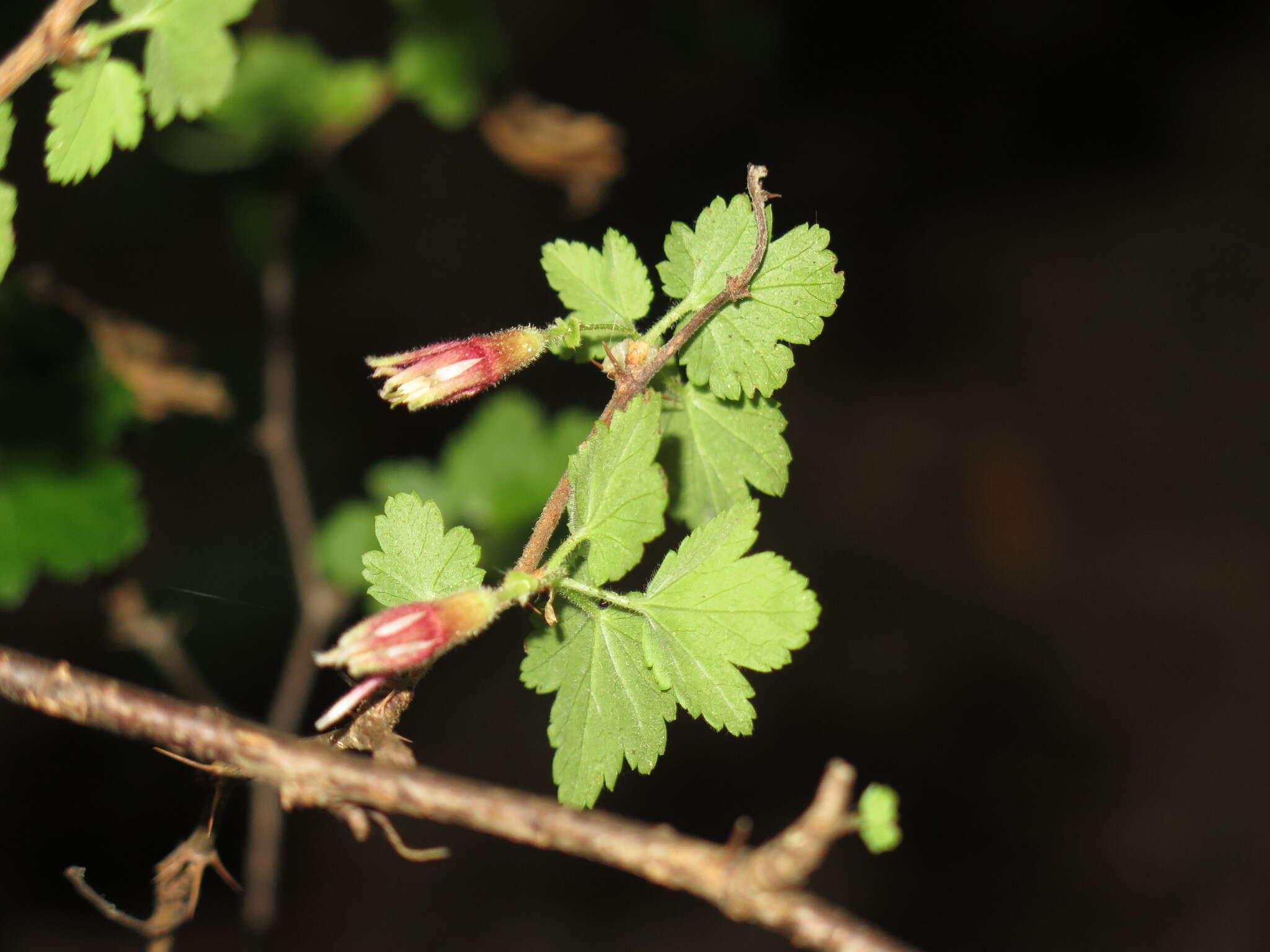 Image of Santa Cruz gooseberry