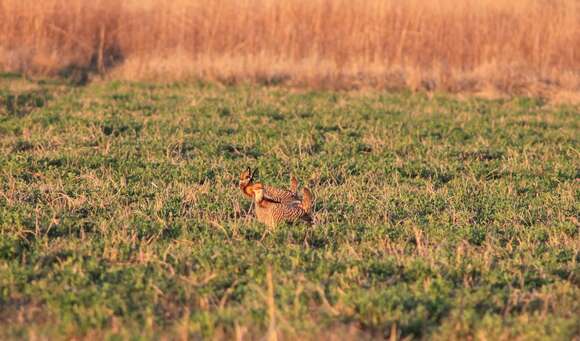 Image of Greater Prairie-chicken