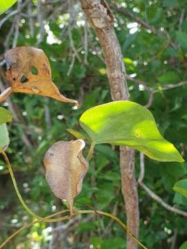 Image of Dioscorea pteropoda Boivin ex H. Perrier