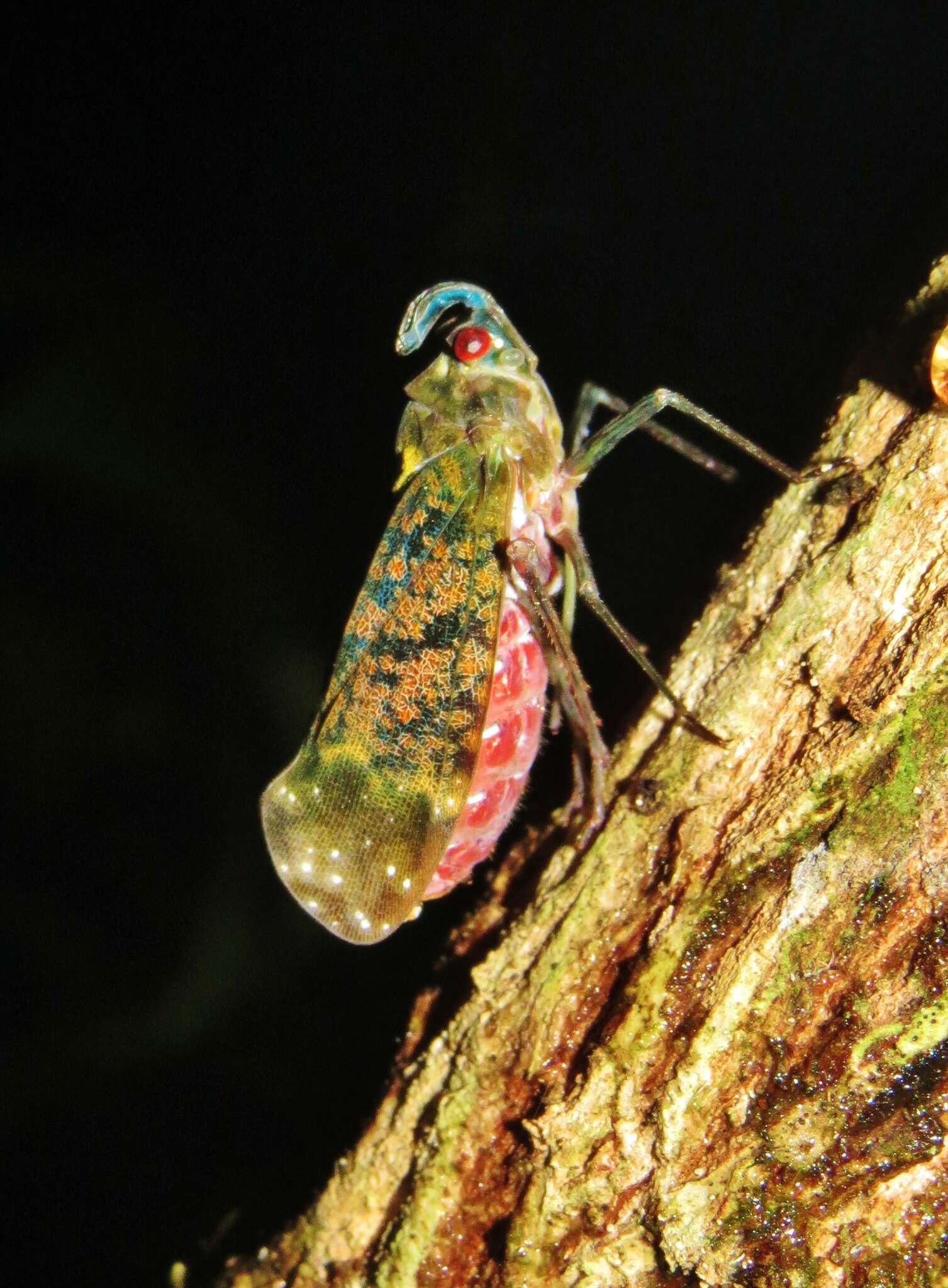 Image of Enchophora sanguinea Distant 1887