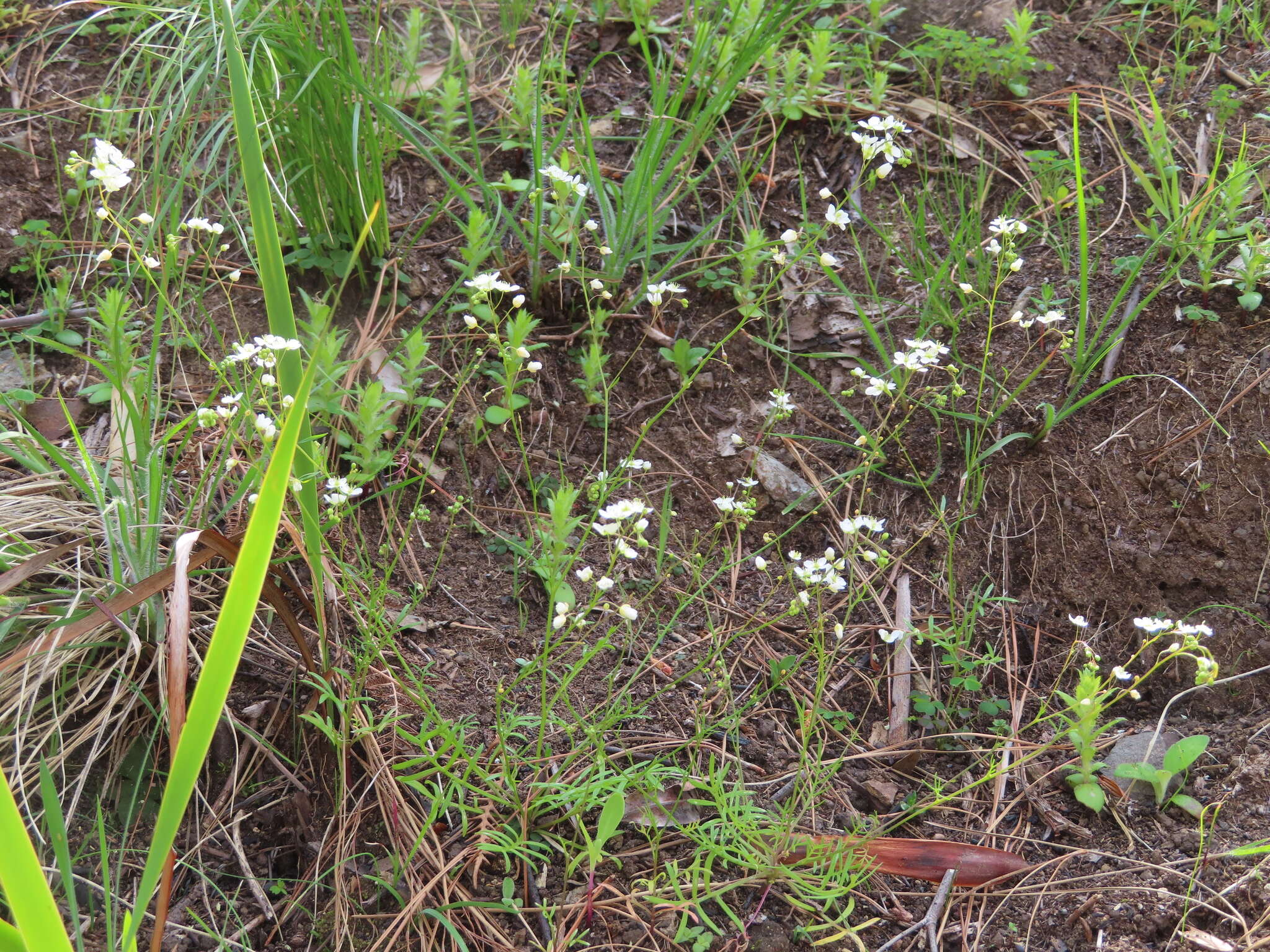 Plancia ëd Heliophila diffusa var. flacca (Sond.) Marais