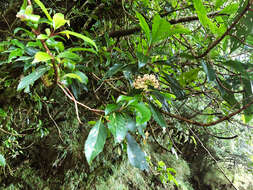 Image of Hydrangea integrifolia Hayata