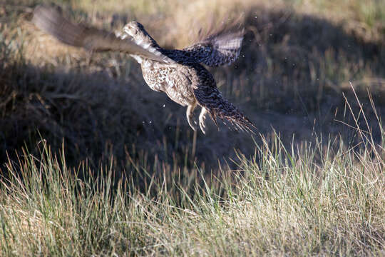 Image of Gunnison sage-grouse; greater sage-grouse