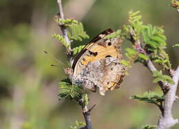 Image of <i>Junonia <i>hierta</i></i> hierta