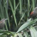 Image of Point-tailed Palmcreeper