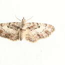 Слика од Eupithecia mutata Pearsall 1908