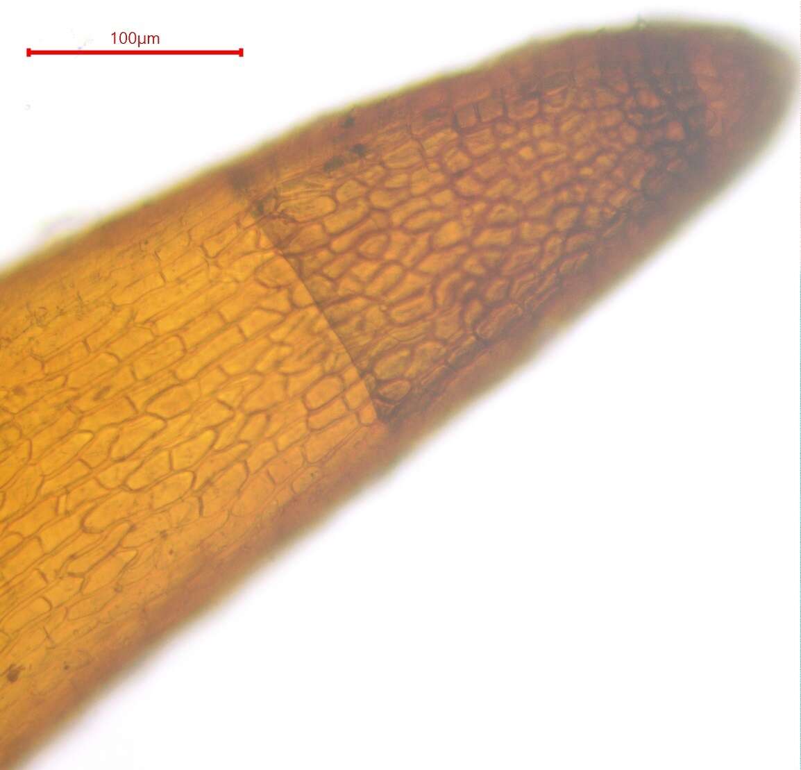 Plancia ëd Pterygoneurum ovatum Dixon 1934