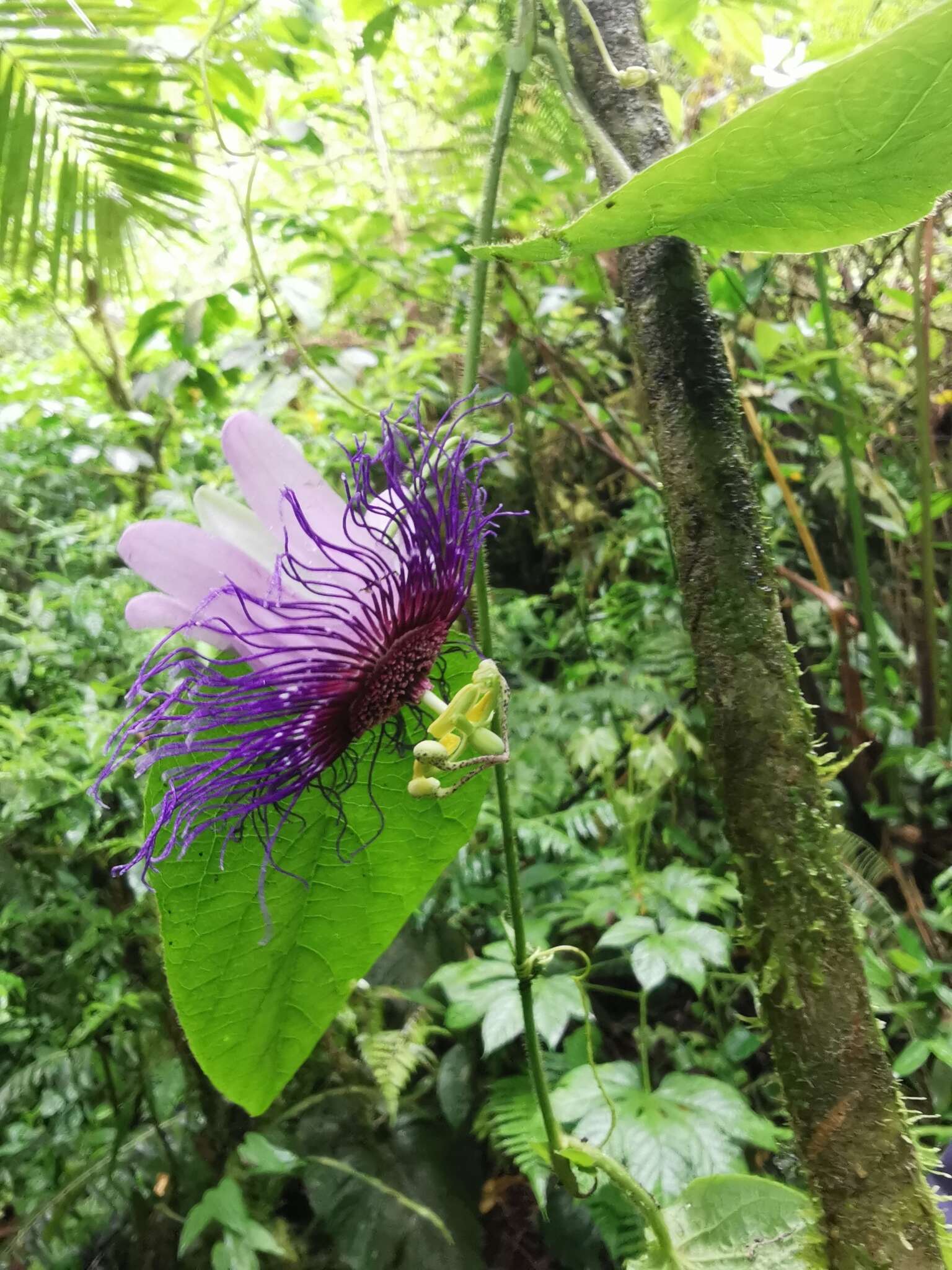 Imagem de Passiflora crassifolia Killip