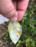 Image of Taphrina populi-salicis Mix 1947