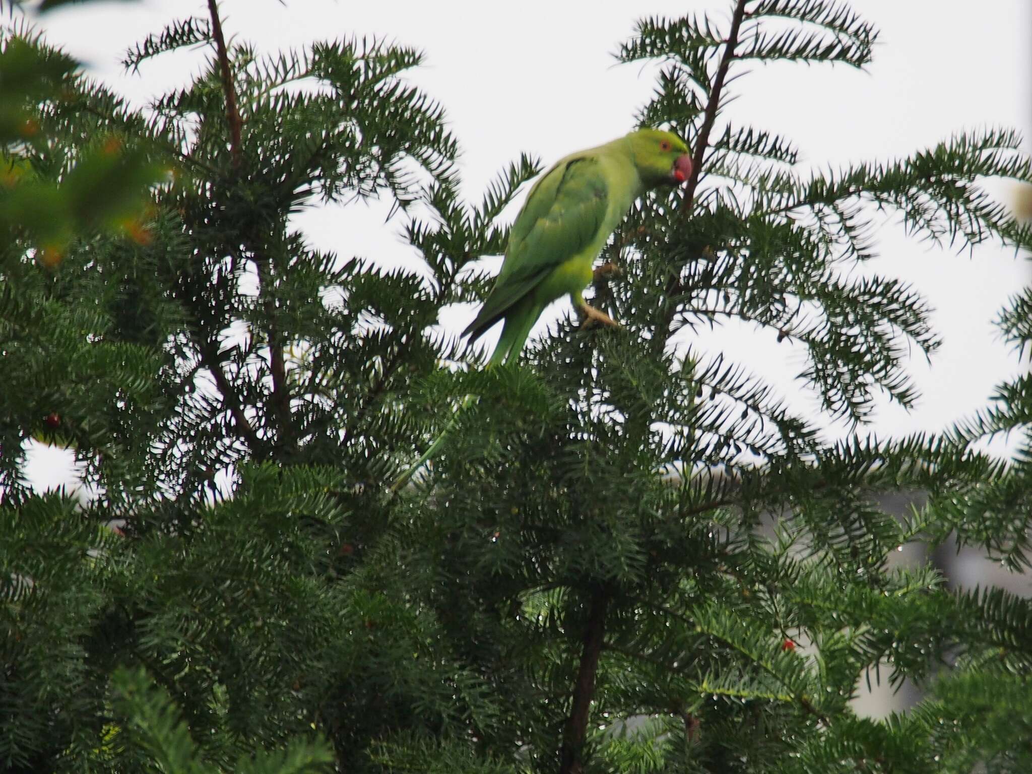 Image of Ring-necked Parakeet