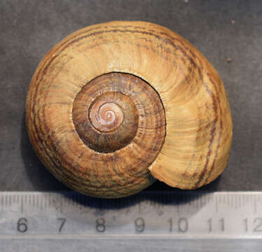 Image of Powelliphanta hochstetteri bicolor (Powell 1930)