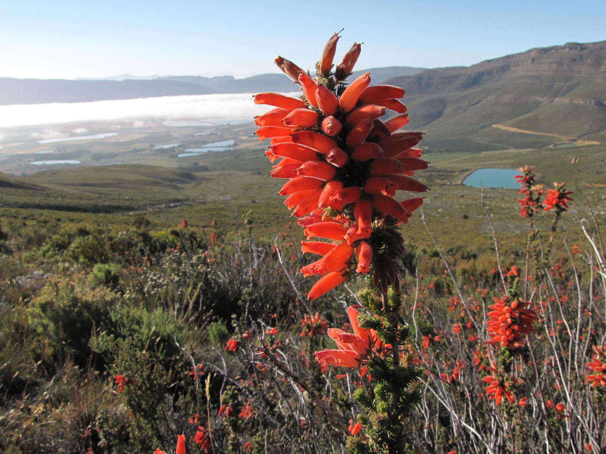 Image of Erica tumida var. tumida